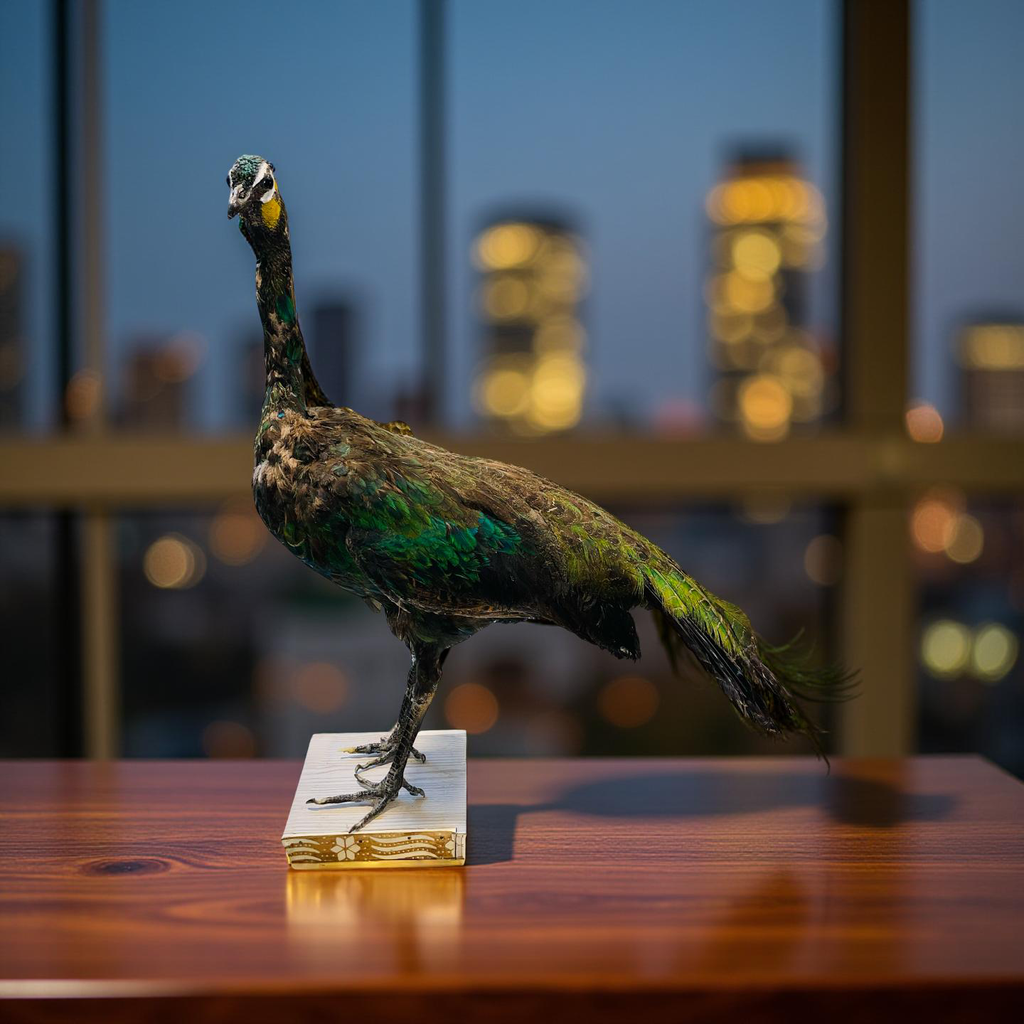Original Stuffed Peacock on Wood Base