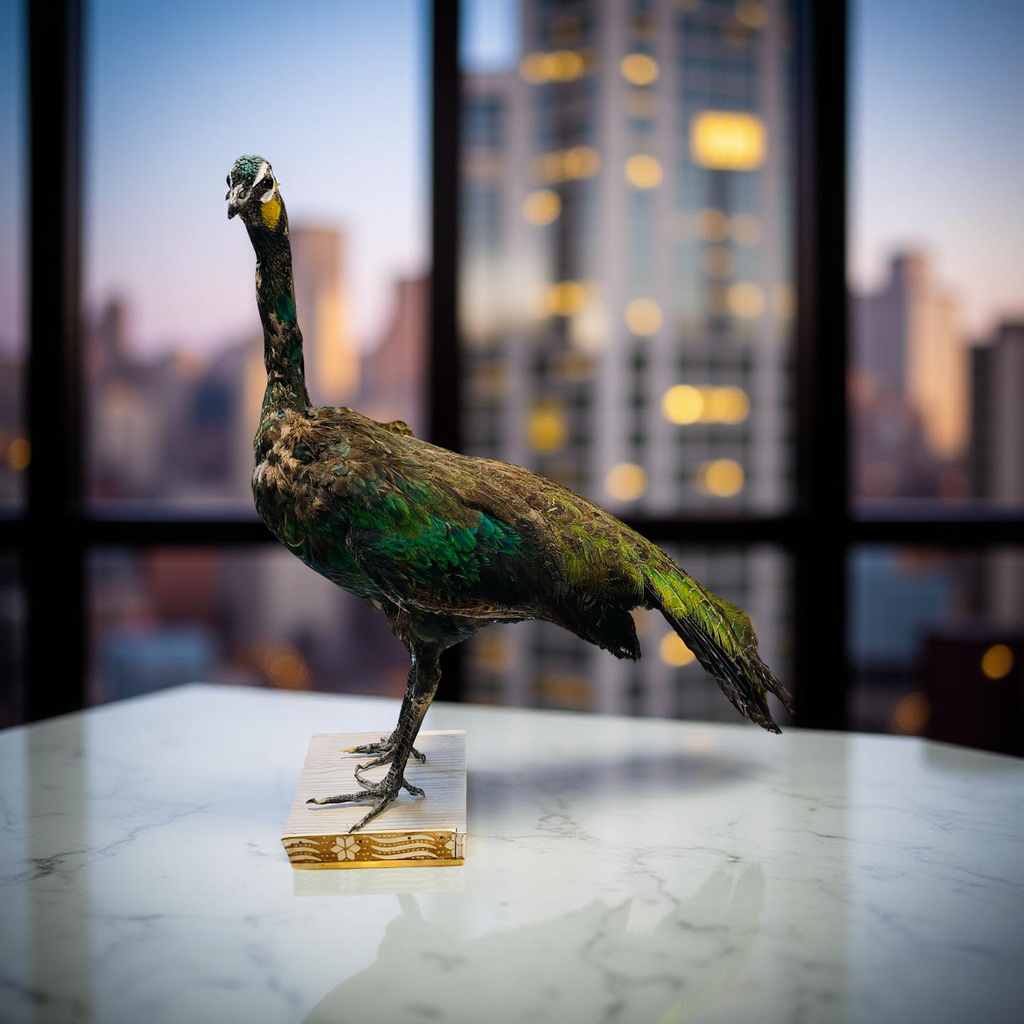 Original Stuffed Peacock on Wood Base