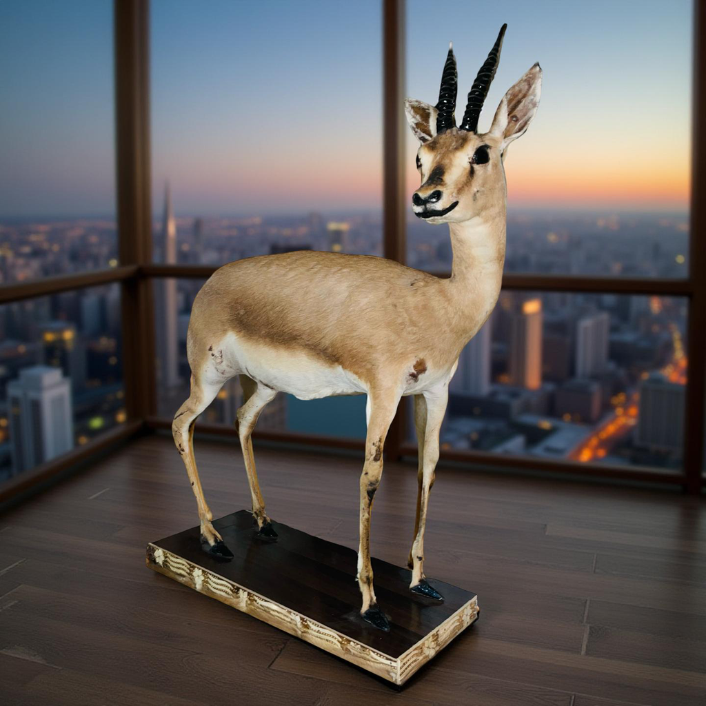 Real Stuffed Deer (Gazelle/Antelope) Taxidermy Decor