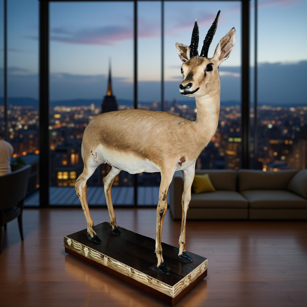 Real Stuffed Deer (Gazelle/Antelope) Taxidermy Decor