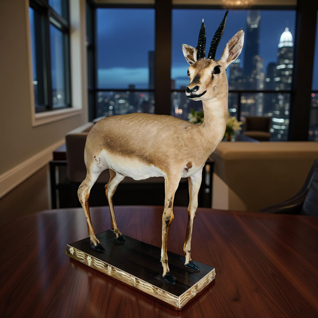 Real Stuffed Deer (Gazelle/Antelope) Taxidermy Decor