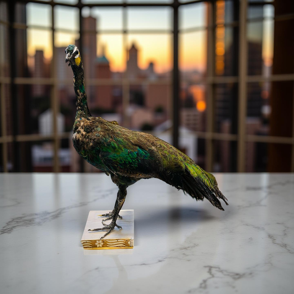 Original Stuffed Peacock on Wood Base