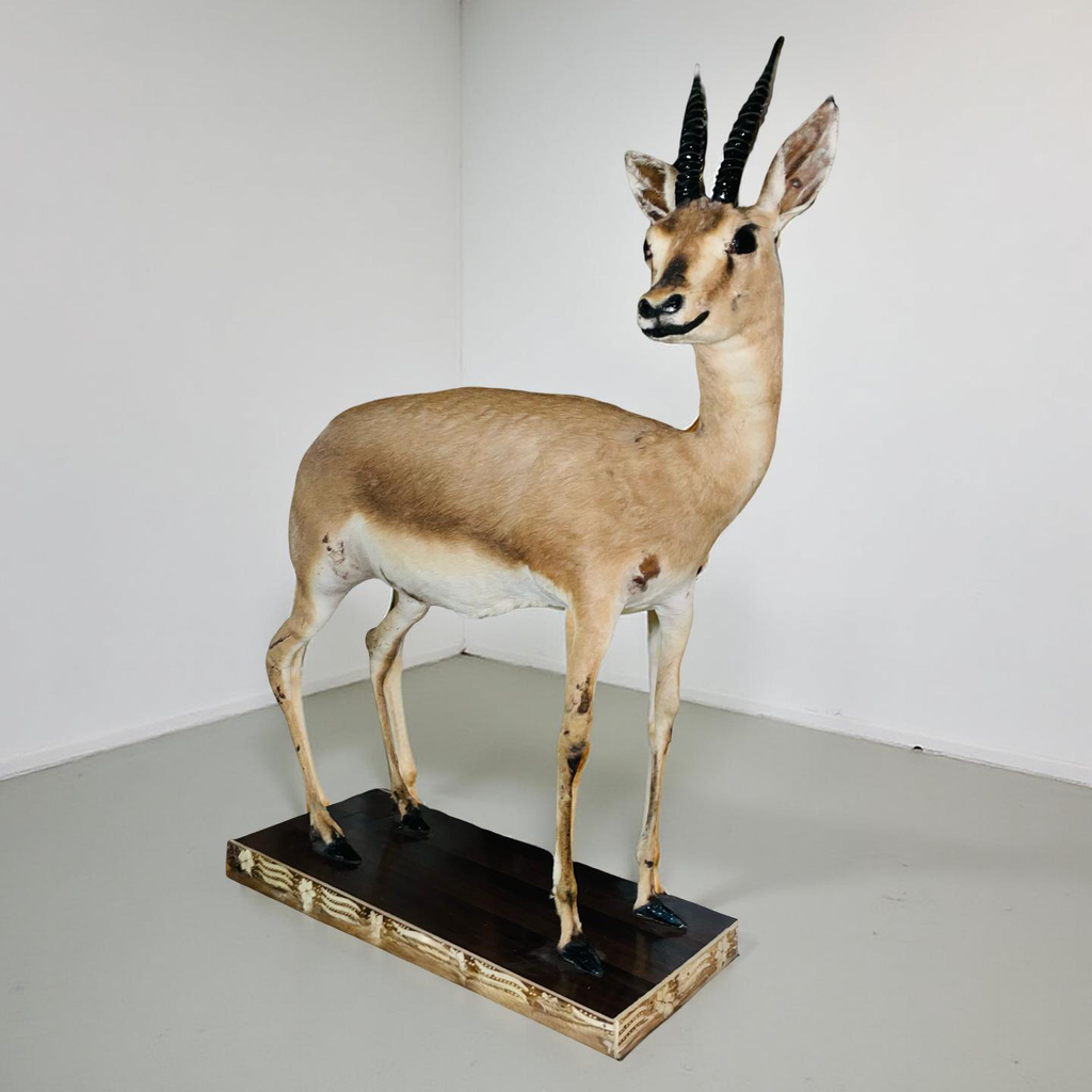 Real Stuffed Deer (Gazelle/Antelope) Taxidermy Decor
